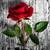 Jannatee Ahmed