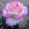 md year hossain pappu
